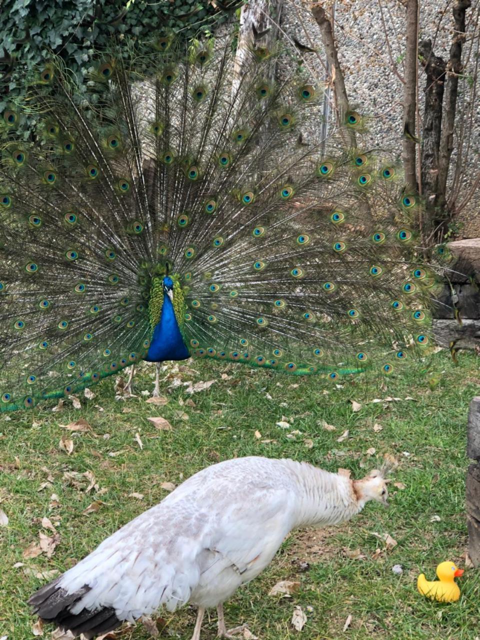 "Ai 4 Soli" Cermenate Buitenkant foto